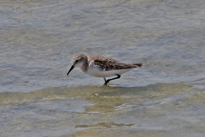 Little Stint (Calidirs minuta)