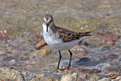 Little Stint (Calidirs minuta)