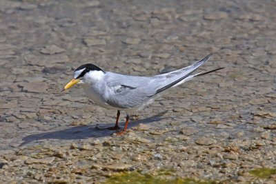 Little Tern (Sterna albifrons)