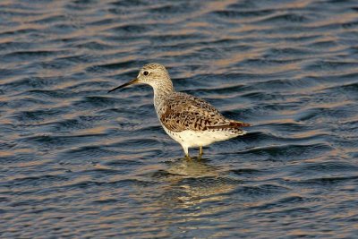 Marsh Sandpiper (Tringa stagnatilis)