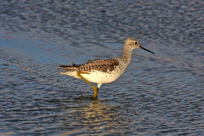 Marsh Sandpiper (Tringa stagnatilis)