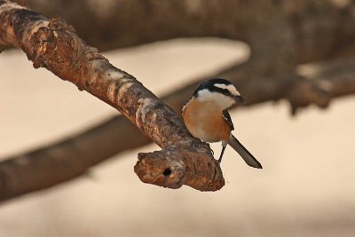 Masked Shrike (Lanius nubicus)