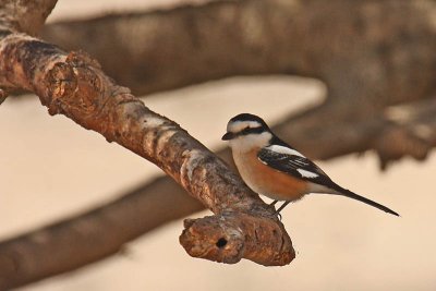 Masked Shrike (Lanius nubicus)