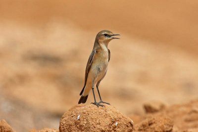 Northern Wheatear (Oenanthe oenanthe)