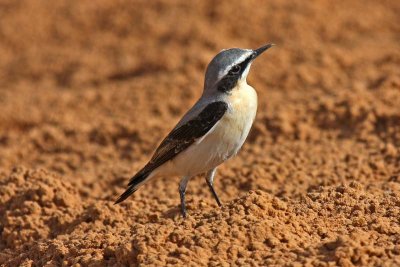 Northern Wheatear (Oenanthe oenanthe)