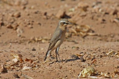 Northern Wheatear (Oenanthe oenanthe)