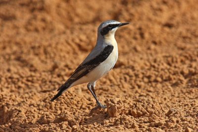 Northern Wheatear (Oenanthe oenanthe)