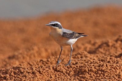 Northern Wheatear (Oenanthe oenanthe)