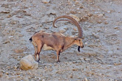 Nubian Ibex (Capra nubiana)