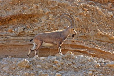 Nubian Ibex (Capra nubiana)