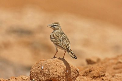 Short-toed Lark (Calandrella brachydactyla)