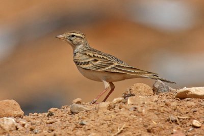 Short-toed Lark (Calandrella brachydactyla)