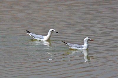 Slender-billed Gull (Larus genei)