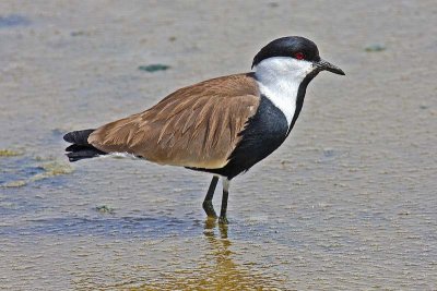 Spur-winged Lapwing (Vanellus spinosus)