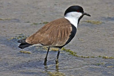 Spur-winged Lapwing (Vanellus spinosus)