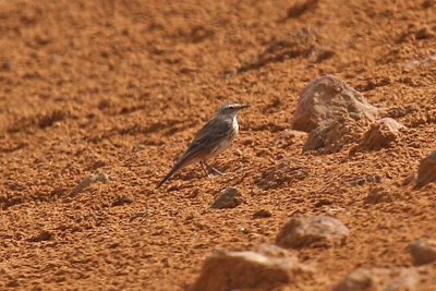 Water Pipit (Anthus spinoletta coutellii)