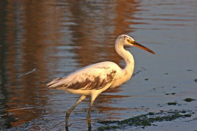 Western Reef Egret (Egretta gularis schistacea)