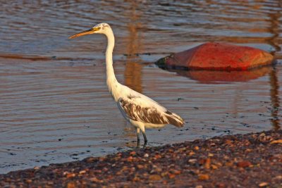 Western Reef Egret (Egretta gularis schistacea)