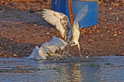 Western Reef Egret (Egretta gularis schistacea)