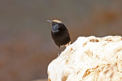 White-crowned Black Wheatear (Oenanthe leucopyga ernesti)