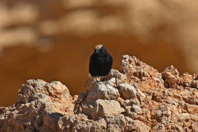 White-crowned Black Wheatear (Oenanthe leucopyga ernesti)