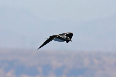 White-eyed Gull (Larus leucophthalmus)