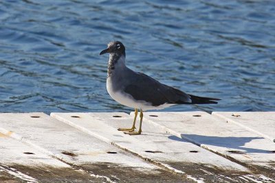 White-eyed Gull (Larus leucophthalmus)