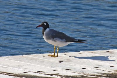 White-eyed Gull (Larus leucophthalmus)