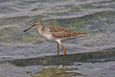 Wood Sandpiper (Tringa glareola)