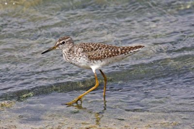 Wood Sandpiper (Tringa glareola)