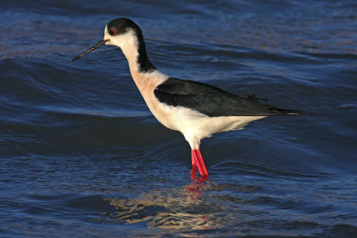 Black-winged Stilt (Himantopus himantopus)