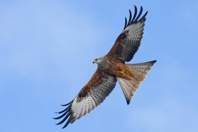 Red Kite (Milvus milvus)