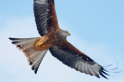 Red Kite (Milvus milvus)