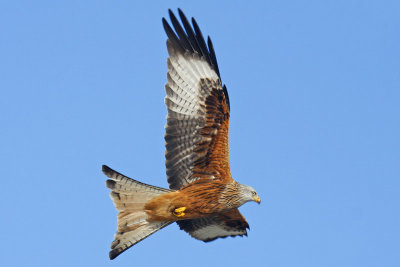 Red Kite (Milvus milvus)