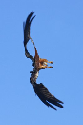 Red Kite (Milvus milvus)