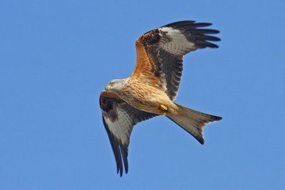 Red Kite (Milvus milvus)