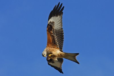 Red Kite (Milvus milvus)