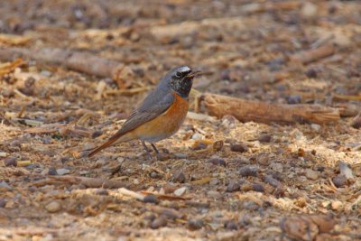 Redstart (Phoenicurus phoenicurus)