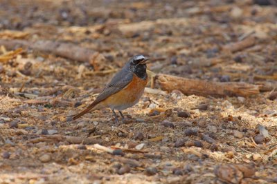 Redstart (Phoenicurus phoenicurus)