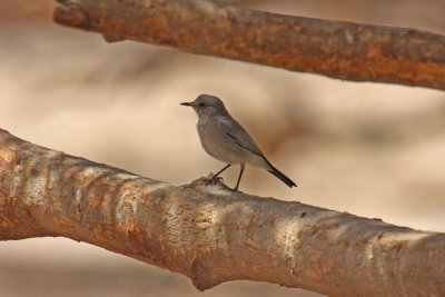 Blackstart (Cercomela melanura)