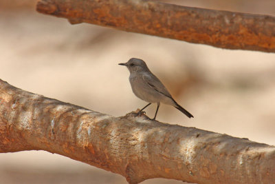 Blackstart (Cercomela melanura)