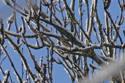 Hawfinch (Coccothraustes coccothraustes)