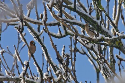 Hawfinch (Coccothraustes coccothraustes)