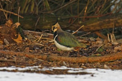 Lapwing (Vanellus vanellus)