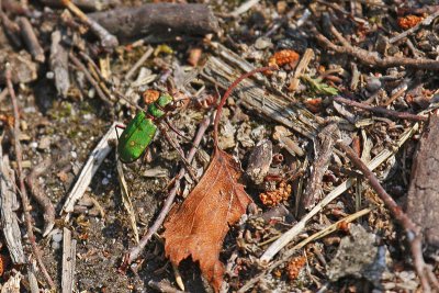 Tiger Beetle (Cicindela campestris)