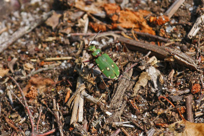 Tiger Beetle (Cicindela campestris)