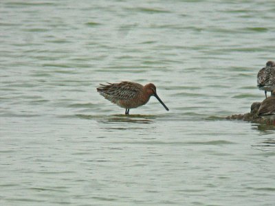 Asiatic Dowitcher (Limnodromus semipalmatus)