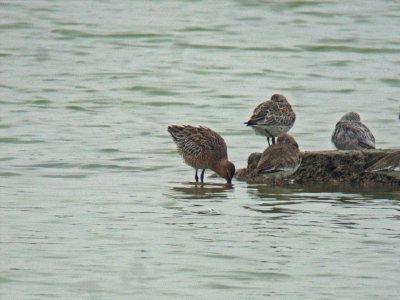 Asiatic Dowitcher (Limnodromus semipalmatus)