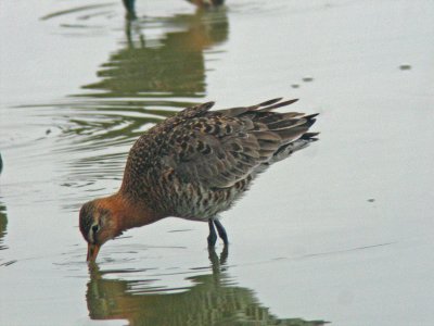 Black-tailed Godwit (Limosa limosa melanuroides)