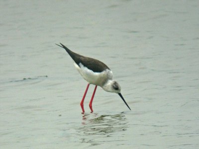 Black-winged Stilt (Himantopus himantopus)